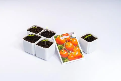 Tiny Tomato Seedlings Sprout in White Pots Alongside a Vibrant Seed Packet,.. Foto stock