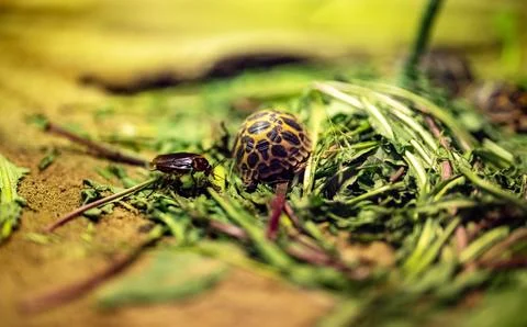Tiny tortoise and beetle among green leaves in a terrarium. Stock Photos