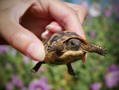 Tiny Tortoise Held Between Fingers Outdoors Stock Photos