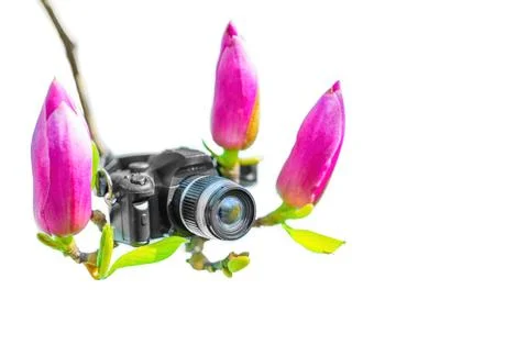 Tiny Toy Camera Set on a Pink Magnolia Branch Isolated on White Stockfoto's
