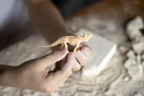 A tiny toy dinosaur skeleton in a childs hands. Stock Photos
