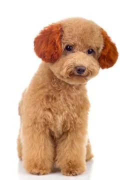 Tiny Toy Poodle Stock Photos