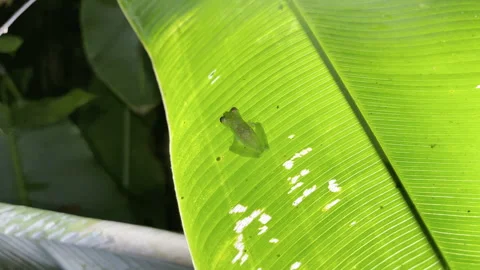 Tiny translucent glass frog rests on vibrant green leaf showcasing delicate Stock Footage 337946667