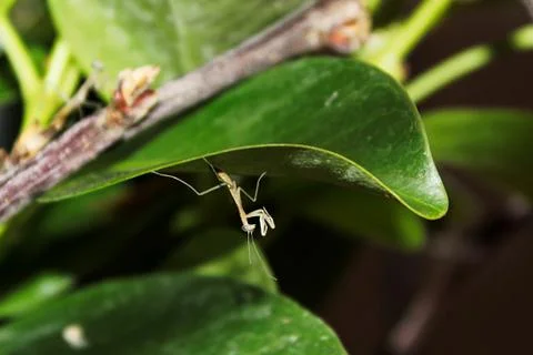 A tiny translucent praying mantis nymph minutes after hatching Stock Photos