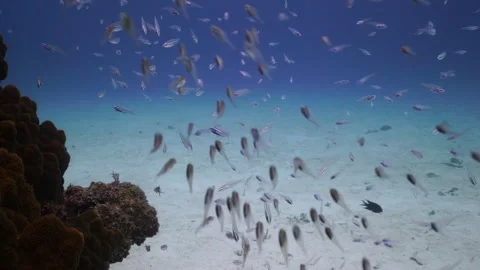 Tiny Transparent Fish Schooling by Dark Coral Reef - Underwater Footage - 4K Stock Footage 333727898