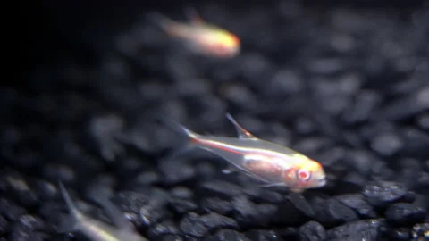 Tiny transparent fish swim in the current. 스톡 동영상 157112933