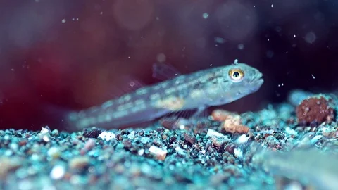Tiny transparent goby (pygmy or dwarf) eating sand Stock Footage 71480511