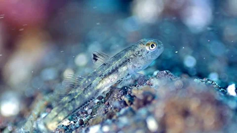 Tiny transparent goby (pygmy or dwarf) Stock Footage 71480701