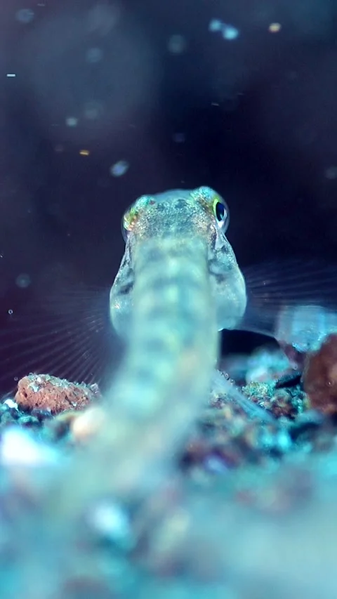 Tiny transparent goby (pygmy or dwarf) focus on eyes Vídeos de archivo 224908841