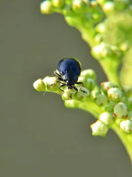Tiny Traveller Stock Photos