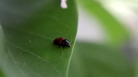 Tiny Treasure Hunter: Sap Beetle on a Green Leaf Stock Footage 274326564