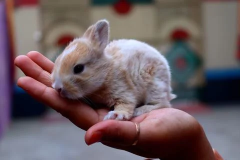 Tiny Treasure Stock Photos