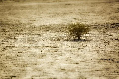 Tiny tree in drought land in Kgalagadi transfrontier park, South Africa Stock Photos