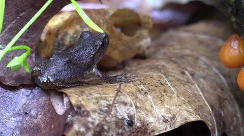 Tiny tree frog Stock Footage 63309899