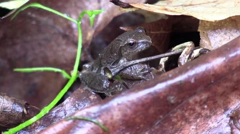 Tiny tree frog Stock Footage 63310672