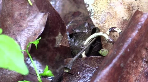 Tiny tree frog Stock Footage 63310749