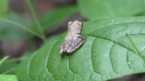 Tiny tree frog jumps off leaf in forest Video stock 65282502