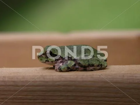 Tiny Tree Frog Stock Photos