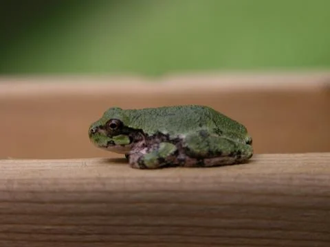 Tiny Tree Frog Stock Photos