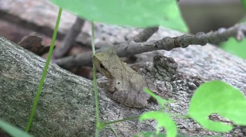 Tiny tree frog sitting on fallen tree branch blends in Stock Footage 65282295