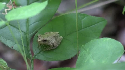 Tiny tree frog sitting on leaf in forest looks up Stock Footage 65282274