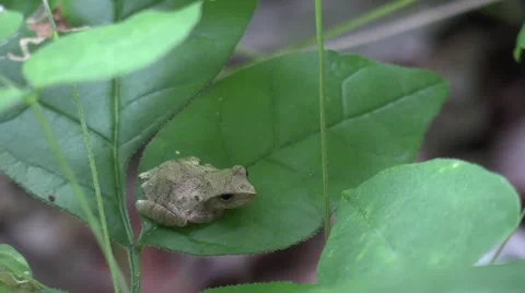 Tiny tree frog sitting on leaf in forest turns 90 degeers Stock Footage 65282290