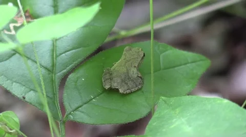 Tiny tree frog sitting on leaf in forest turns around Stock Footage 65282300