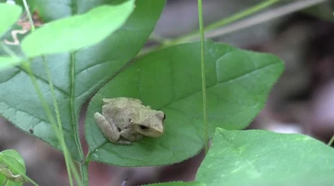 Tiny tree frog sitting on leaf in forest srikes and eats mosquito Vídeo Stock 65282327