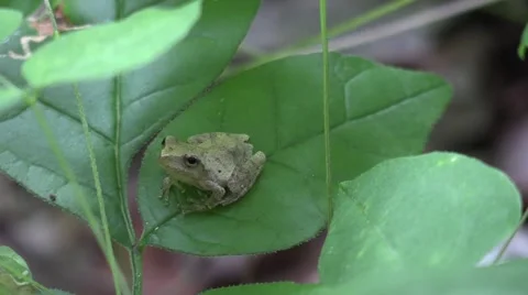 Tiny tree frog sitting on leaf turns and settles down Vídeos de archivo 65282355