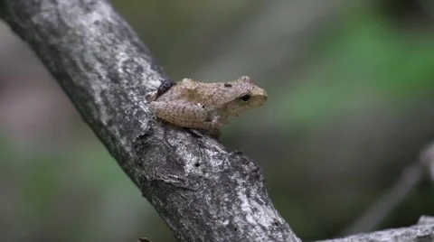 Tiny tree frog sitting on twig in forest Stock Footage 65282349