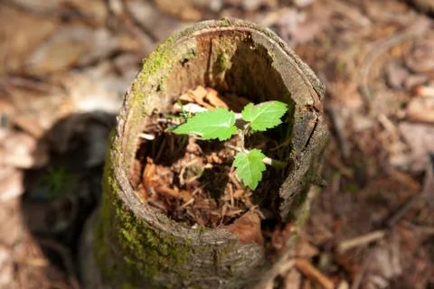 Tiny tree sprouting Stock Photos