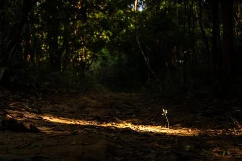 A tiny tree stood out in the forest Stock Photos