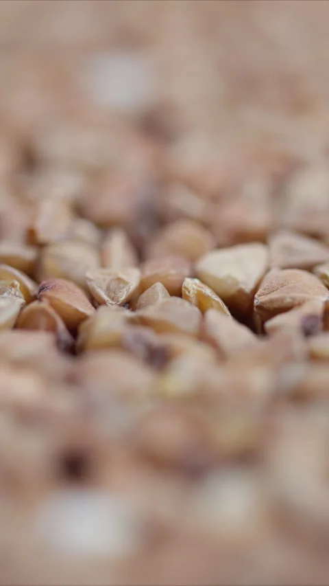 Tiny triangular grains in focus, Close examination of buckwheat groats showing t Stock Footage 325692787