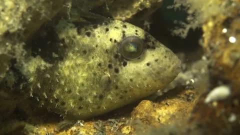 Tiny triggerfish hiding in soft corals Stock Footage 183467214