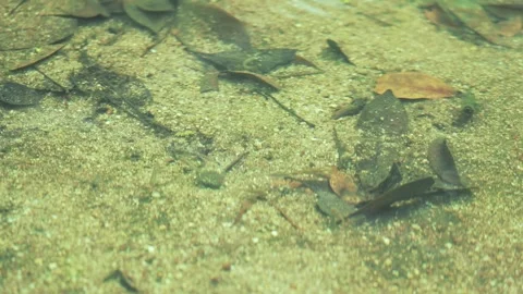 Tiny Tropical Fish Swimming Above Sandy Jungle Streambed Видео 334700091