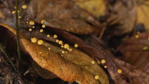 Tiny Tropical Mushrooms Growing on Forest Leaf Macro Stockbeeldmateriaal 335114614