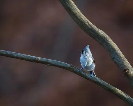 Tiny Tufted Titmouse perched on a bare branch Stock Photos