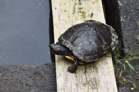 Tiny turtle with a black shell crawling on the wooden surface in the daylight Stock Photos