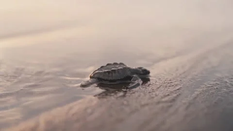 Tiny turtle crawling on wet sandy coastline towards sea water, side view Stock Footage 222936323