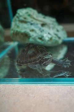 Tiny turtle explores glass tank near rocky surface Stock Photos