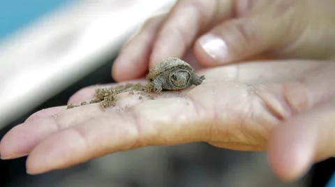 Tiny Turtle Stock Footage 9121271