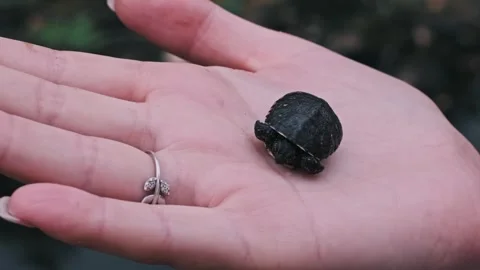 Tiny Turtle in a Hand Video stock 303826849