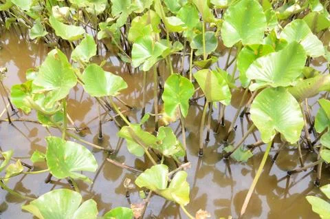 Tiny turtle on leaf in murky water with green plants Stock Photos