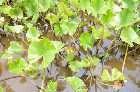 Tiny turtle on leaf in murky water with green plants Stock Photos