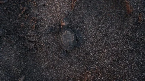 Tiny turtle struggle to reach ocean on sandy beach, top down view Stock Footage 222936284