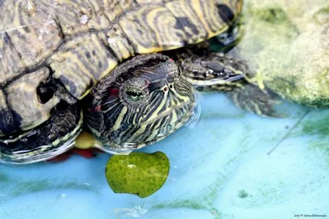 Tiny turtle swimming with fruit and a leaf on its shell Fotos de archivo