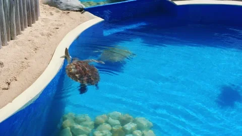 Tiny Turtle Swimming in the Pool Stock Footage 252928688