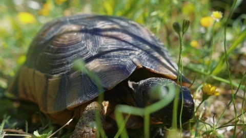 Tiny turtle walking through green grass and weeds, macro portrait detail Stock Footage 129394406