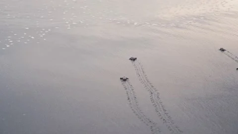 Tiny turtles crawl towards sea and wave hit them, back view 스톡 동영상 222936298