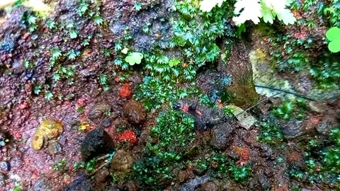 Tiny Tussock Moth Caterpillar with Shed Skin Attempting to Climb on Mossy Surfac Vidéo 342885640